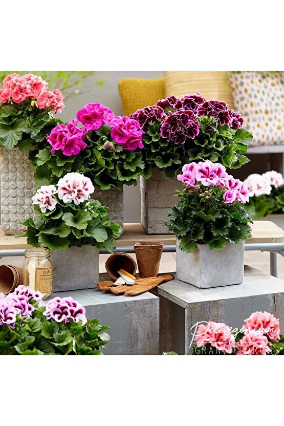 13 LİTRE SULUKENT EKİM VE BAKIM TORFU