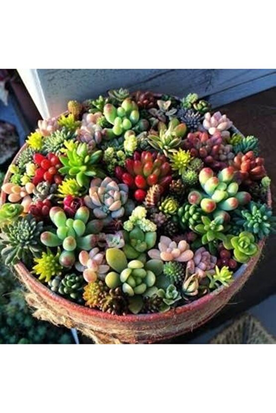 13 Litre Sulukent Ekim ve Bakım Torfu