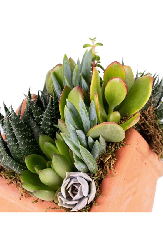 13 Litre Sulukent Ekim ve Bakım Torfu