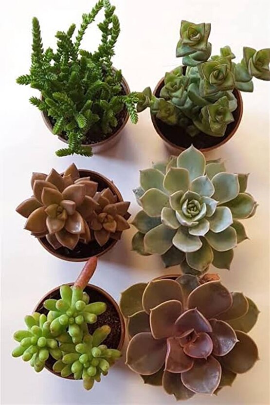 13 Litre Sulukent Ekim ve Bakım Torfu