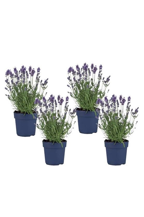 13 Litre Lavanta Çiçeği Ekim ve Bakım Torfu