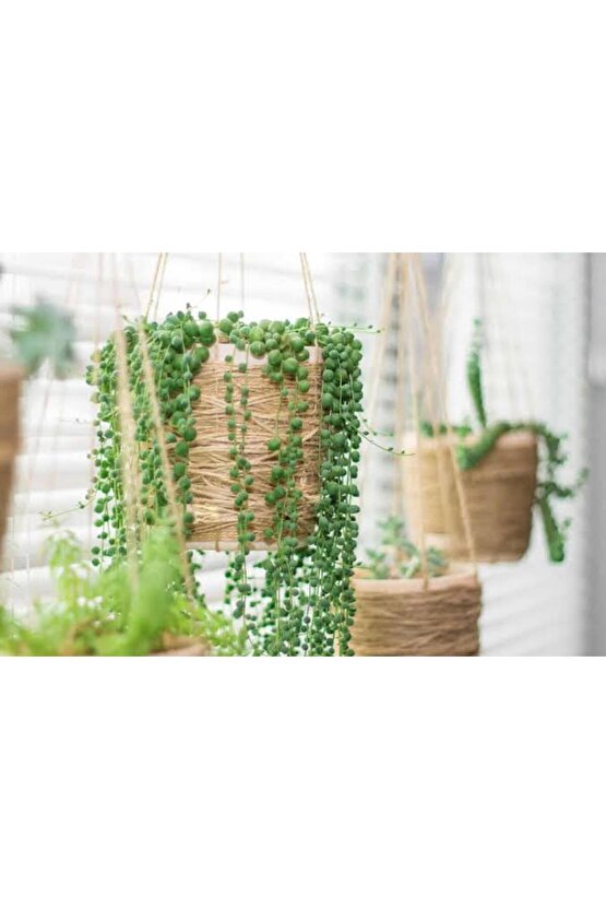 13 Litre Tesbih Çiçeği Ekim ve Bakım Torfu