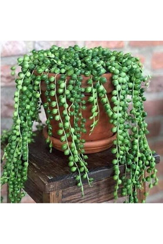 13 Litre Tesbih Çiçeği Ekim ve Bakım Torfu