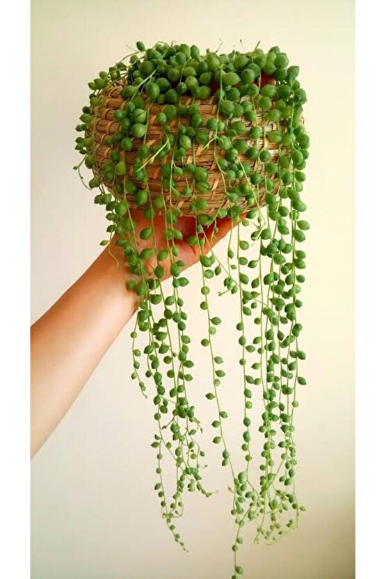 13 Litre Tesbih Çiçeği Ekim ve Bakım Torfu