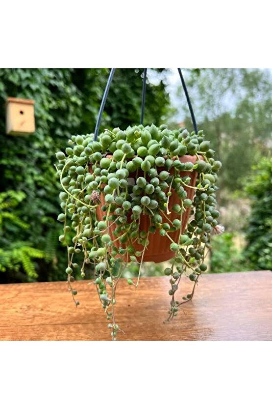 13 Litre Tesbih Çiçeği Ekim ve Bakım Torfu