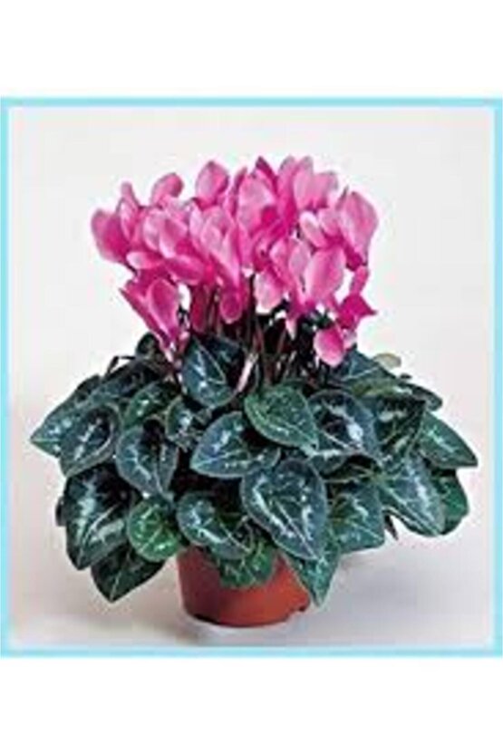 13 Litre Sıklemen Çiçeği Ekim ve Bakım Torfu