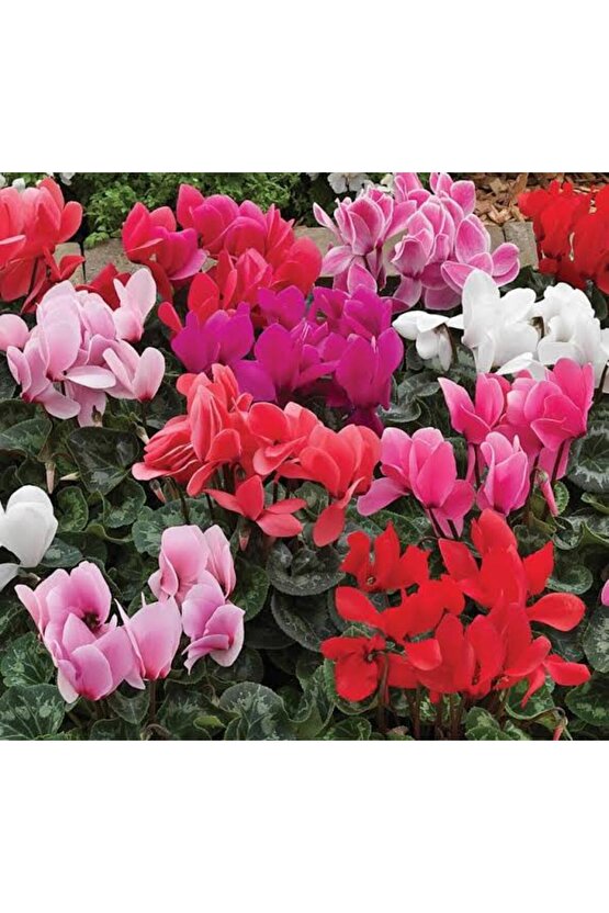 13 Litre Sıklemen Çiçeği Ekim ve Bakım Torfu