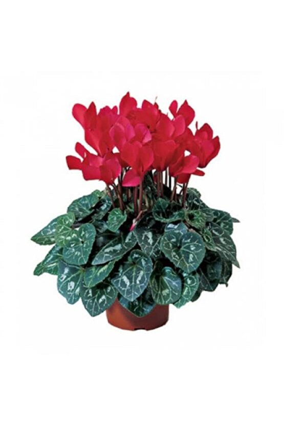 13 Litre Sıklemen Çiçeği Ekim ve Bakım Torfu