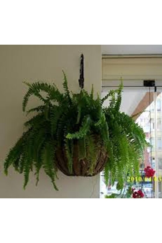 13 Litre Aşk Merdiveni Bitkisi Ekim ve Bakım Torfu