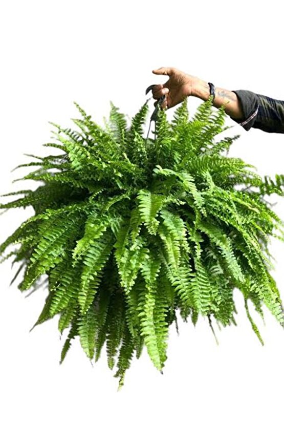 13 Litre Aşk Merdiveni Bitkisi Ekim ve Bakım Torfu