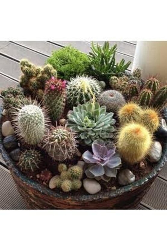 13 Litre Kaktüs Ekim ve Bakım Torfu