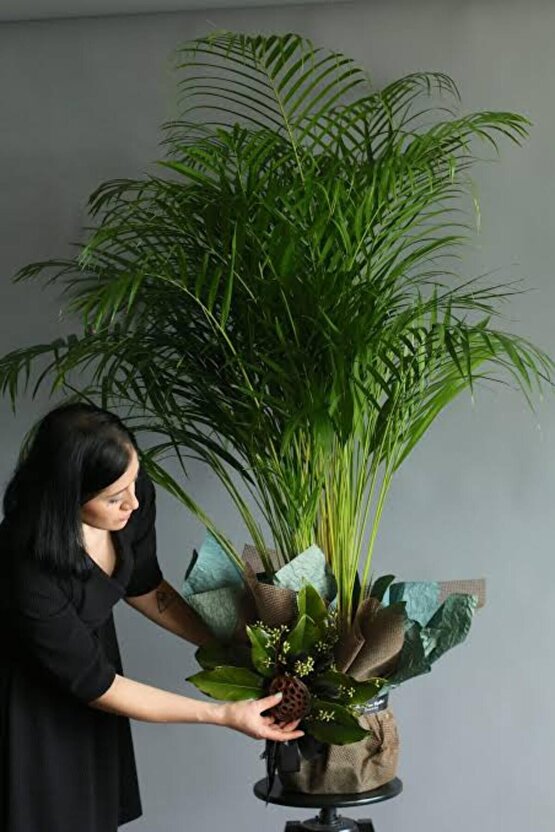 13 Litre Areka Salon Palmiyesi Ekim ve Bakım Torfu