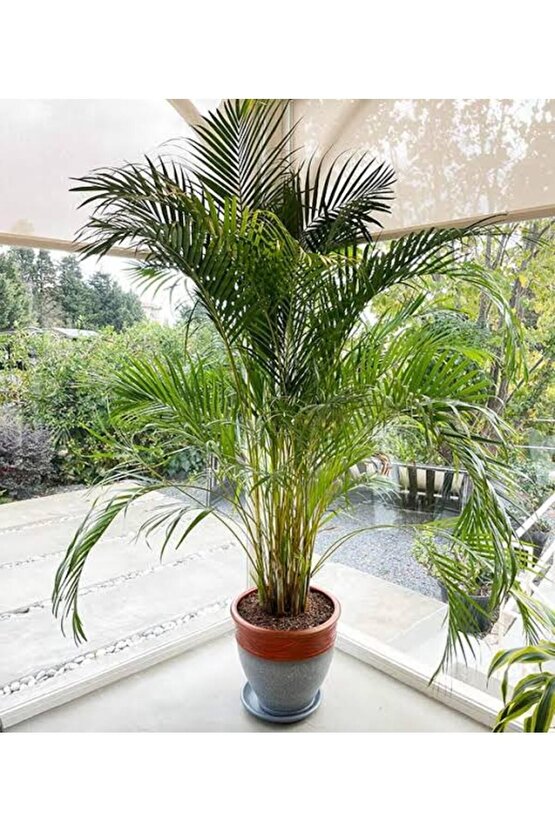 13 Litre Areka Salon Palmiyesi Ekim ve Bakım Torfu