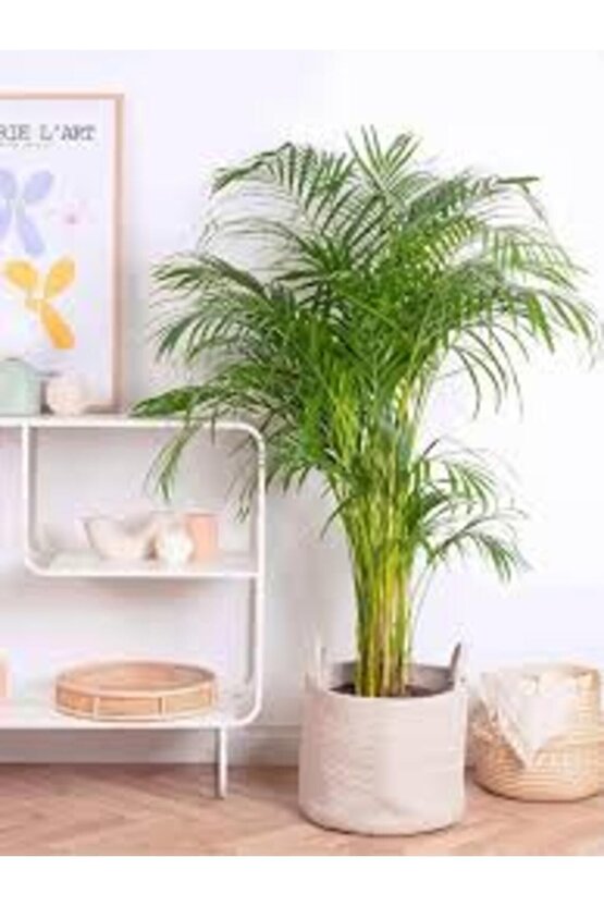 13 Litre Areka Salon Palmiyesi Ekim ve Bakım Torfu