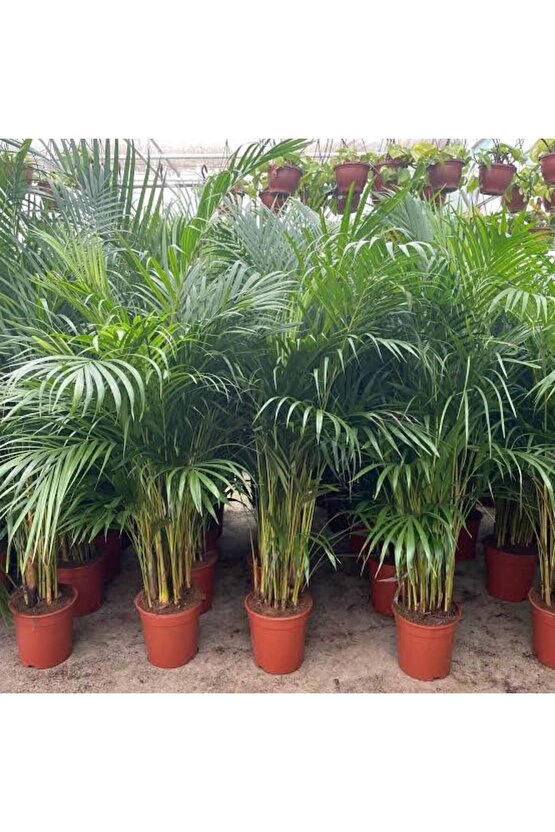 13 Litre Areka Salon Palmiyesi Ekim ve Bakım Torfu