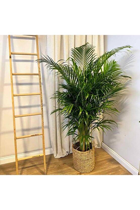 13 Litre Areka Salon Palmiyesi Ekim ve Bakım Torfu