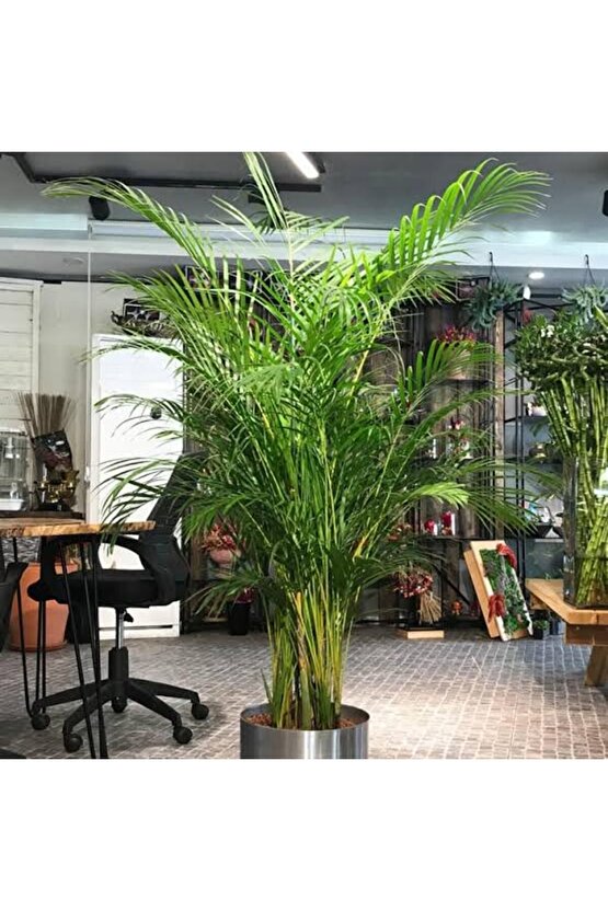 13 Litre Areka Salon Palmiyesi Ekim ve Bakım Torfu