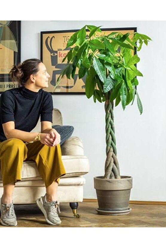 13 Litre Örgülü Para Ağacı Ekim ve Bakım Torfu