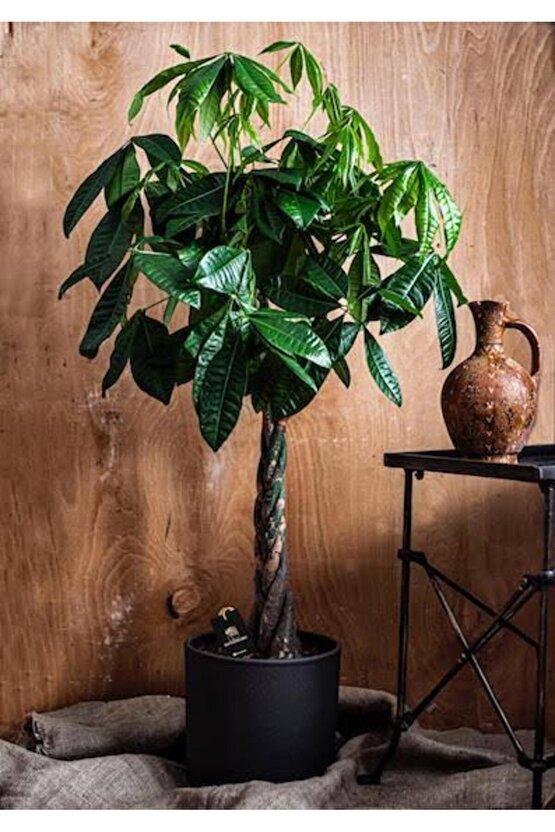 13 Litre Örgülü Para Ağacı Ekim ve Bakım Torfu