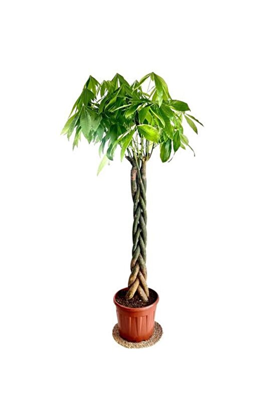 13 Litre Örgülü Para Ağacı Ekim ve Bakım Torfu