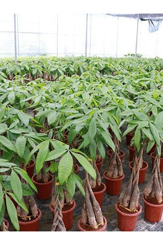 13 Litre Örgülü Para Ağacı Ekim ve Bakım Torfu