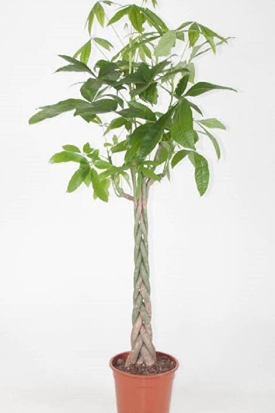 13 Litre Örgülü Para Ağacı Ekim ve Bakım Torfu