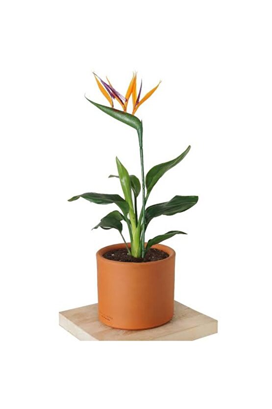 13 Litre Starliçe Cennet Kuşu Ekim ve Bakım Torfu