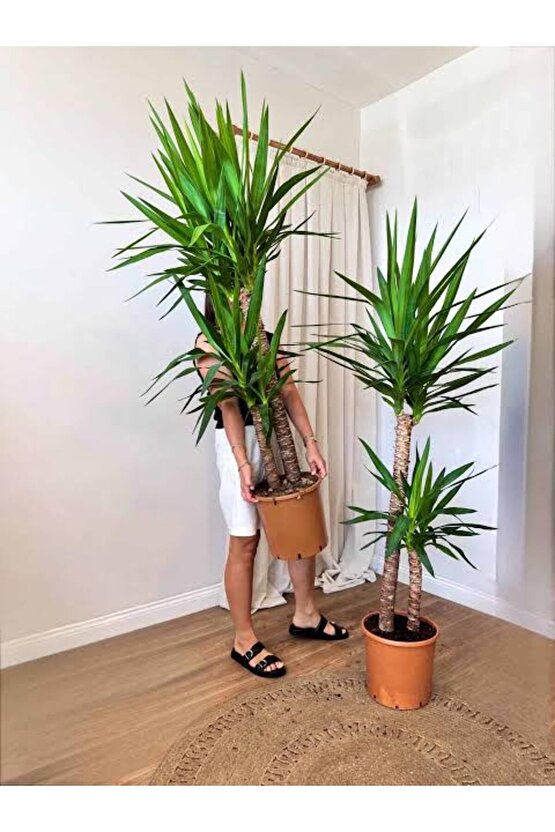 13 Litre Yuka Bitkisi Ekim ve Bakım Torfu