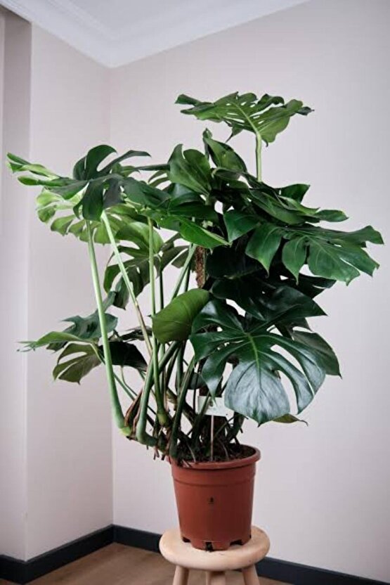 13 Litre Deve Tabanı Ekim ve Bakım Torfu