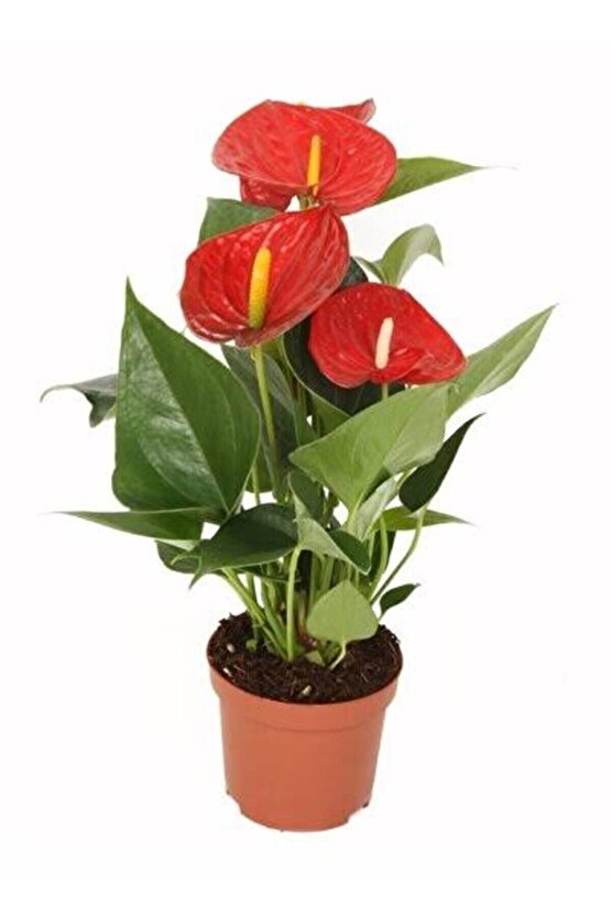 13 Litre Antoryum Çiçeği Ekim Torfu