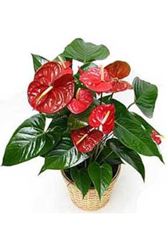 13 Litre Antoryum Çiçeği Ekim Torfu