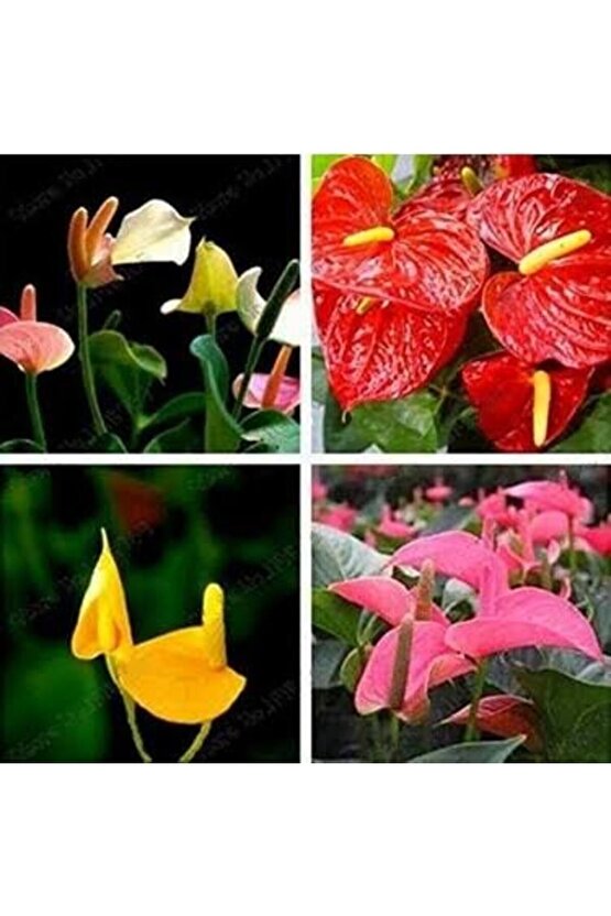 13 Litre Antoryum Çiçeği Ekim Torfu