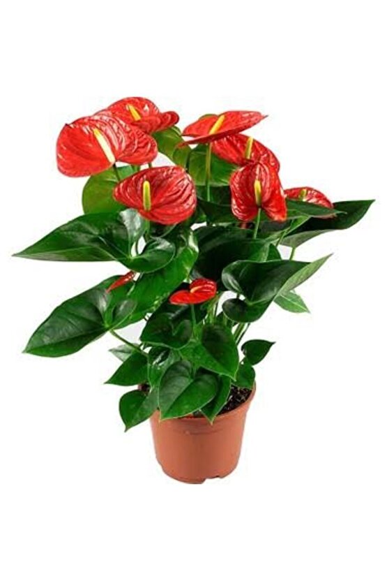 13 Litre Antoryum Çiçeği Ekim Torfu