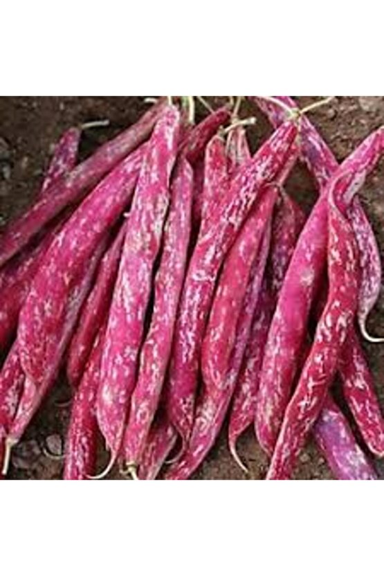 10 Adet Sırık Fasulye Ata Tohumu