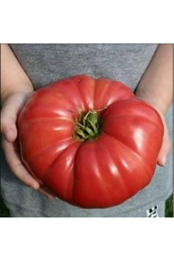 5000 Adet Köylü Domatesi Tohumu