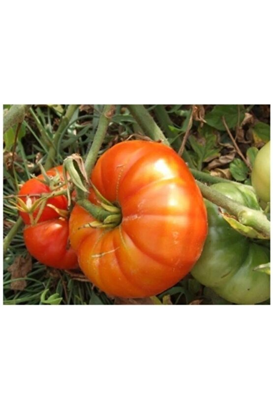 5000 Adet Köylü Domatesi Tohumu