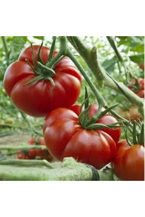 25 Adet Köylü Domatesi Tohumu