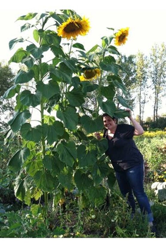 150 Adet Iri Taneli Ayçiçeği Tohumu