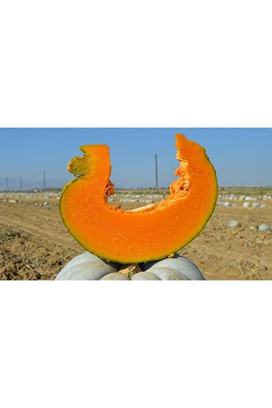 Dev Kestane Bal Kabağı Tohumu (1adet)