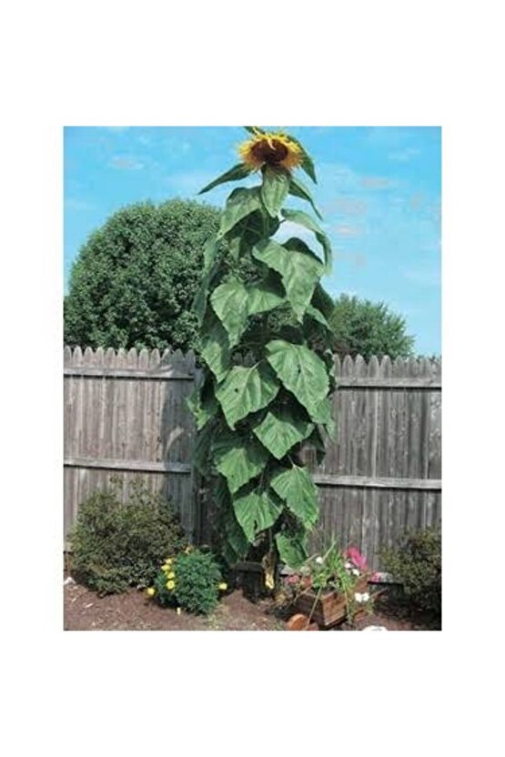 Dev Ayçiçeği Tohumu (5ADET)