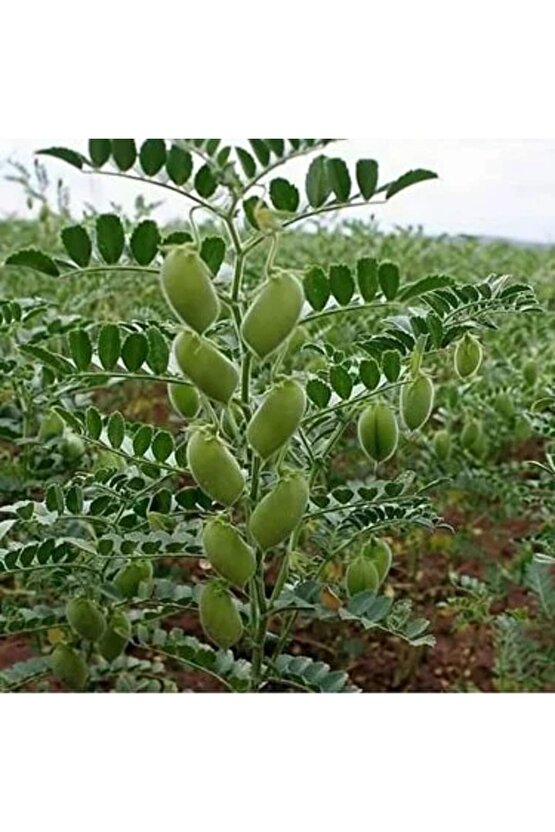 Ata Nohut Tohumu 2 Adet