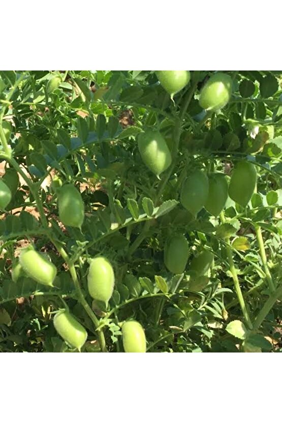 Ata Nohut Tohumu 2 Adet