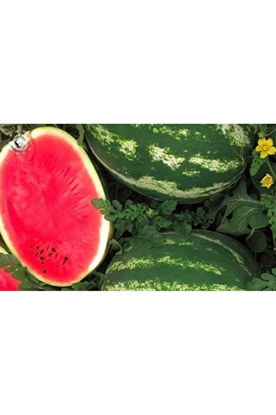5 Adet Köylü Ata Karpuz Tohumu