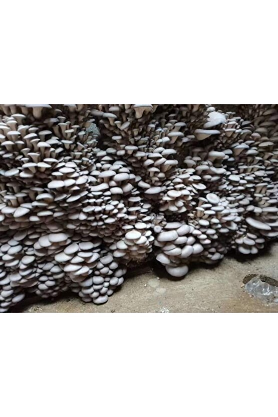 30.000 Adet Yazlık Kavak Mantarı Tohumu