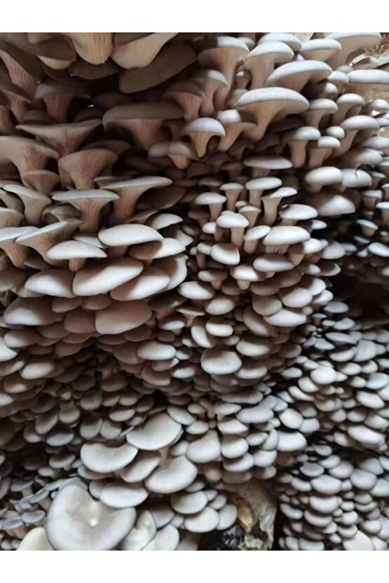 30.000 Adet Yazlık Kavak Mantarı Tohumu