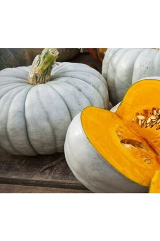 1 Adet Dev Kestane Bal Kabağı Tohumu