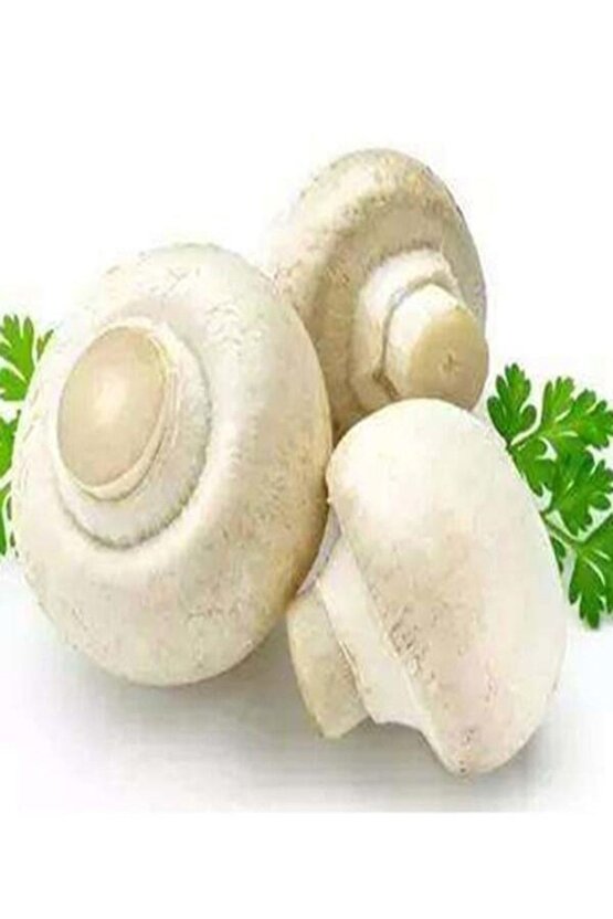 1 Gr Kültür Mantarı Tohumu Miseli