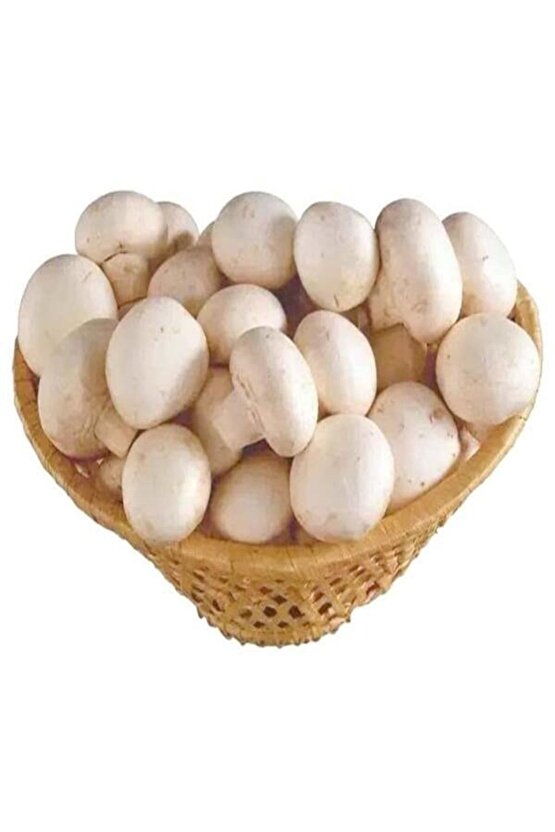 1 Gr Kültür Mantarı Tohumu Miseli