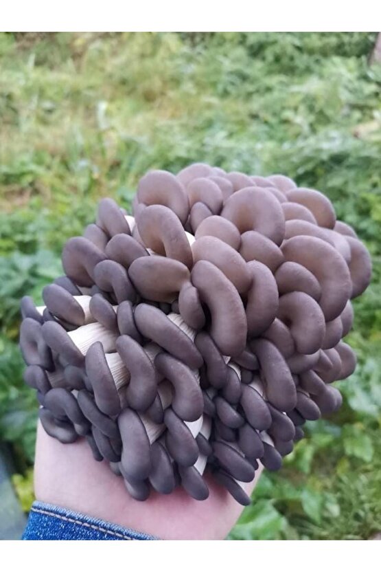 Evde Istiridye Kavak Kayın Yaprak Mantarı Tohumu ve Eğitim Kılavuzu 1 gr