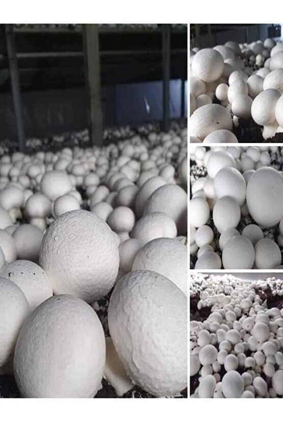 1 Gr Beyaz Şapkalı Kültür Mantarı Tohumu